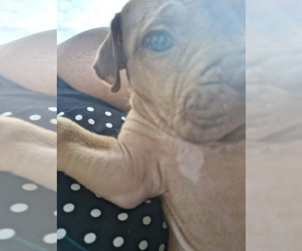 Medium Photo #12 Olde English Bulldogge Puppy For Sale in SAXE, VA, USA
