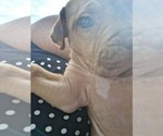 Small #11 Olde English Bulldogge