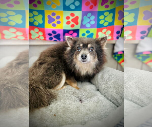Medium Photo #1 Pomeranian Puppy For Sale in Pacolet, SC, USA