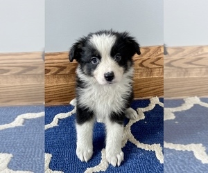 Australian Shepherd Puppy for sale in LODA, IL, USA