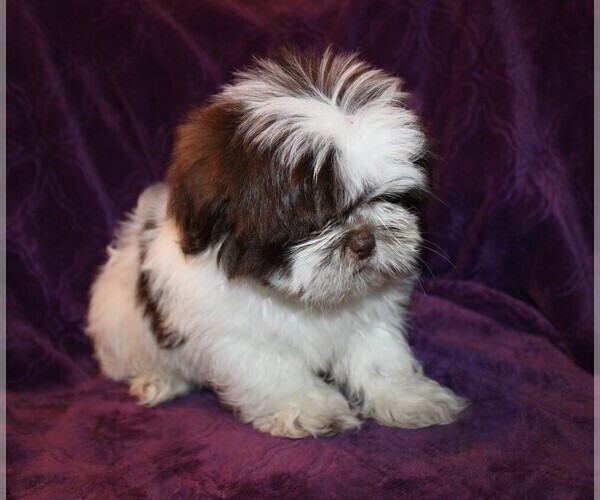 Medium Photo #10 Shih Tzu Puppy For Sale in BLOOMINGTON, IN, USA