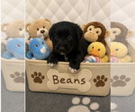 Small #5 Australian Shepherd Mix