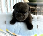 Small Photo #5 Pug Puppy For Sale in MOSELLE, MS, USA