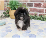 Small #2 Shih Tzu