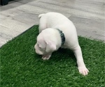 Small Photo #3 Boxer Puppy For Sale in AZUSA, CA, USA
