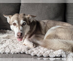 Siberian Husky-Unknown Mix Dogs for adoption in Springdale, PA, USA