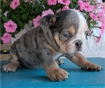 Small #12 English Bulldog