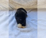 Puppy Puppy 9 Akita