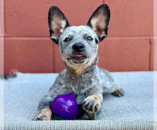 Medium Photo #3 Mutt Puppy For Sale in Paso Robles, CA, USA