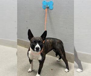 Mutt Dogs for adoption in Las Vegas, NV, USA