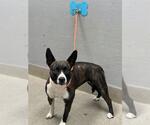 Small Mutt