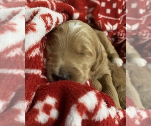 Goldendoodle Puppy for sale in CARROLLTON, TX, USA
