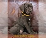Puppy Gold Collar F Cane Corso