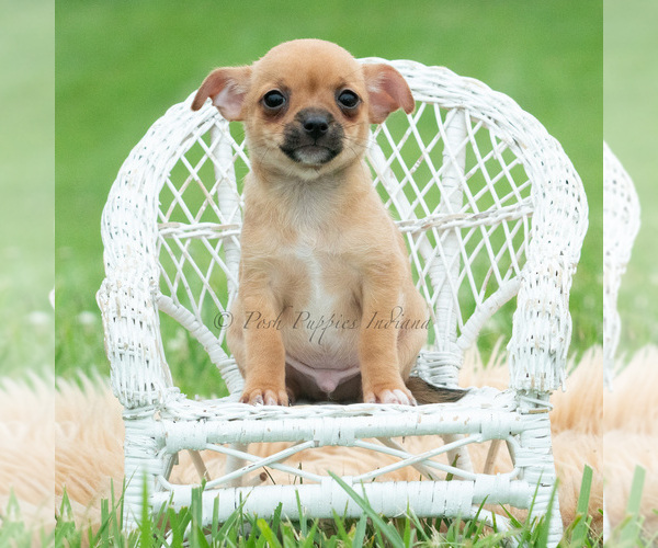 Medium Photo #4 Chihuahua Puppy For Sale in WARSAW, IN, USA