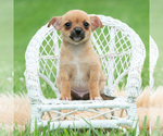 Small #3 Chihuahua