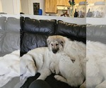 Small #2 Great Pyrenees-Pomeranian Mix