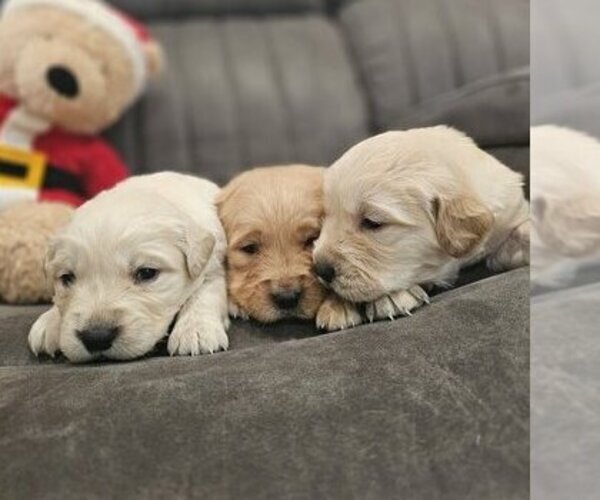 Medium Photo #1 Golden Retriever Puppy For Sale in SACRAMENTO, CA, USA