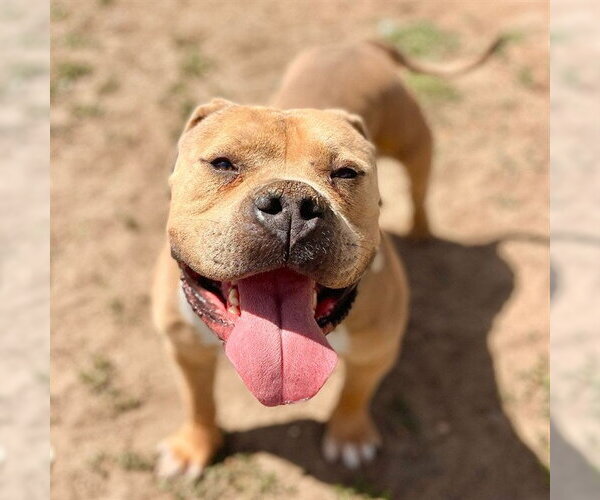 Medium Photo #2 Dogue de Bordeaux Puppy For Sale in Aurora, CO, USA
