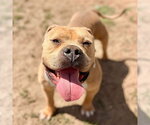 Small #1 Dogue de Bordeaux
