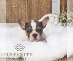 Small French Bulldog