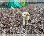 Small Photo #3 Goldendoodle (Miniature) Puppy For Sale in RALEIGH, NC, USA