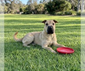 Mutt Dogs for adoption in Genesee, WI, USA