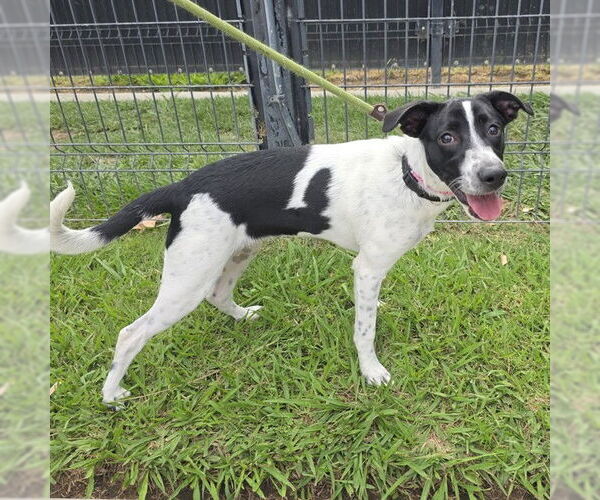 Medium Photo #1 Catahoula Leopard Dog-Pointer Mix Puppy For Sale in Long Beach, CA, USA