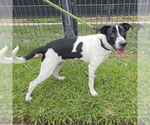 Small Catahoula Leopard Dog-Pointer Mix