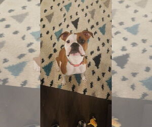 Mother of the Boxer puppies born on 07/14/2025