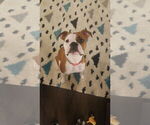 Small Photo #1 Boxer Puppy For Sale in GREENUP, IL, USA