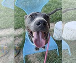 Small #1 American Pit Bull Terrier-Labrador Retriever Mix