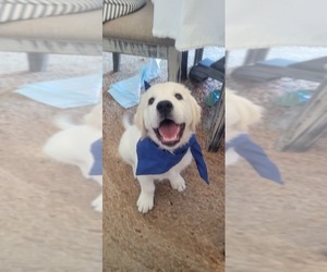 English Cream Golden Retriever Puppy for sale in SAN CLEMENTE, CA, USA