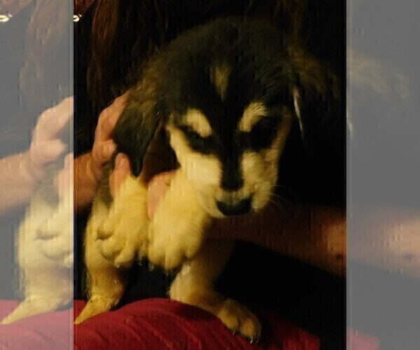 Medium Photo #14 Golden Labrador Puppy For Sale in IDAHO SPRINGS, CO, USA