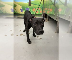 American Staffordshire Terrier-Unknown Mix Dogs for adoption in Waco, TX, USA