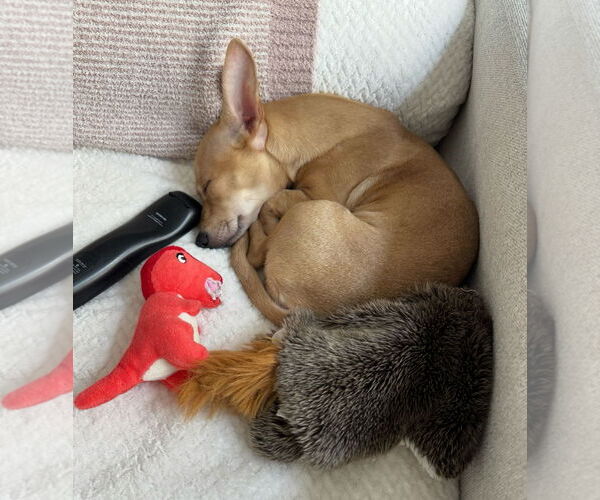 Medium Photo #3 Dachshund-Unknown Mix Puppy For Sale in Weston, FL, USA