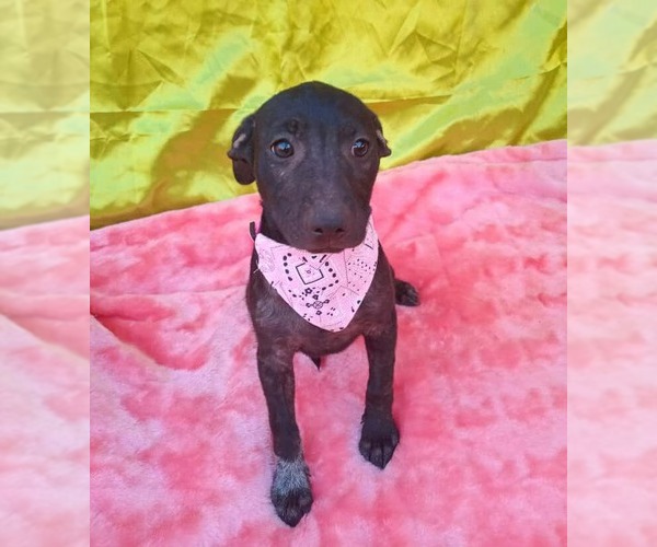 Medium Photo #1 Border Collie-Staffordshire Bull Terrier Mix Puppy For Sale in Lake Forest, CA, USA