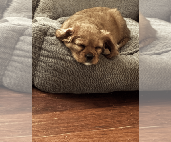 Medium Photo #2 Cavachon Puppy For Sale in OLYMPIA, WA, USA