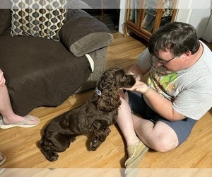 Father of the Cocker Spaniel puppies born on 05/25/2023
