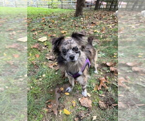 Mackie - Male Chiranian Dog for Adoption - Photo #2