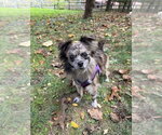 Small Photo #2 Chiranian Puppy For Sale in Shermans Dale, PA, USA