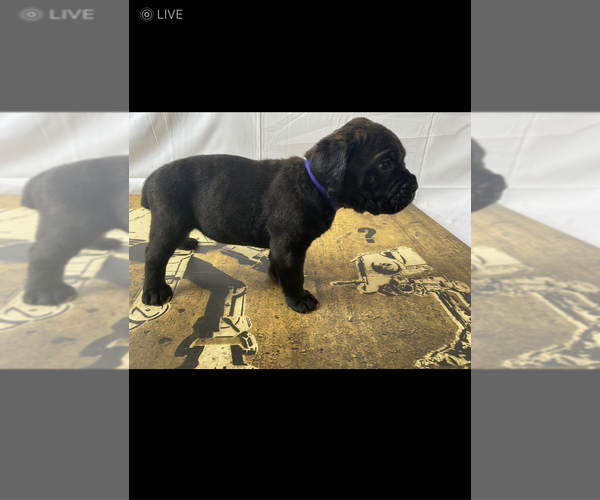 Medium Photo #4 Cane Corso Puppy For Sale in JERSEY CITY, NJ, USA