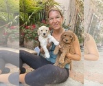 Small #18 Goldendoodle