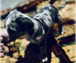 American Bully Puppy for sale in SOUTH BEND, IN, USA