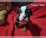 Small Photo #15 English Bulldog Puppy For Sale in COLUMBUS, OH, USA