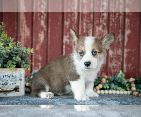 Medium Photo #7 Pembroke Welsh Corgi Puppy For Sale in BREMEN, IN, USA