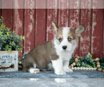 Small Photo #7 Pembroke Welsh Corgi Puppy For Sale in BREMEN, IN, USA
