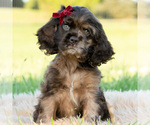 Puppy Brownie pop AKC Cocker Spaniel