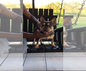 French Bulldog Puppy for sale in LAKELAND, FL, USA