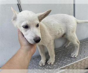 Labrador Retriever Dogs for adoption in Houston, TX, USA