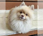 Small #2 Pomeranian